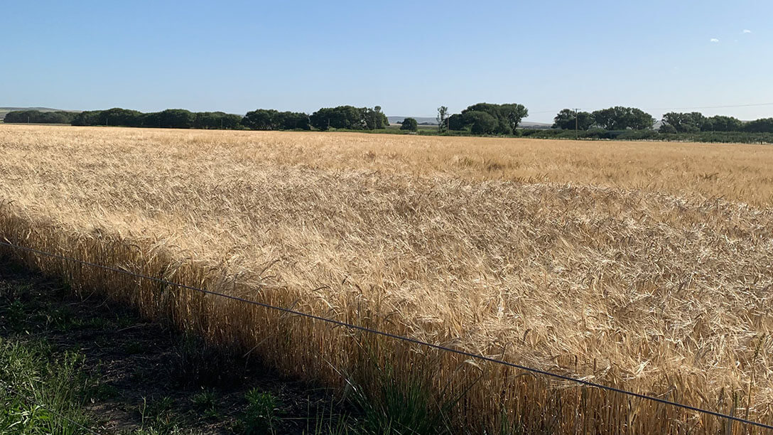 Agricultura